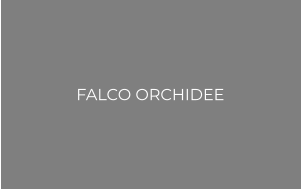 FALCO ORCHIDEE
